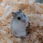 Hamster Haralds Welt